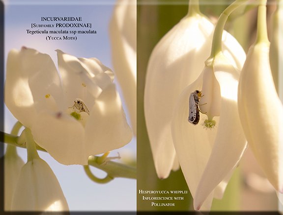 Tegeticula maculata ssp maculata
